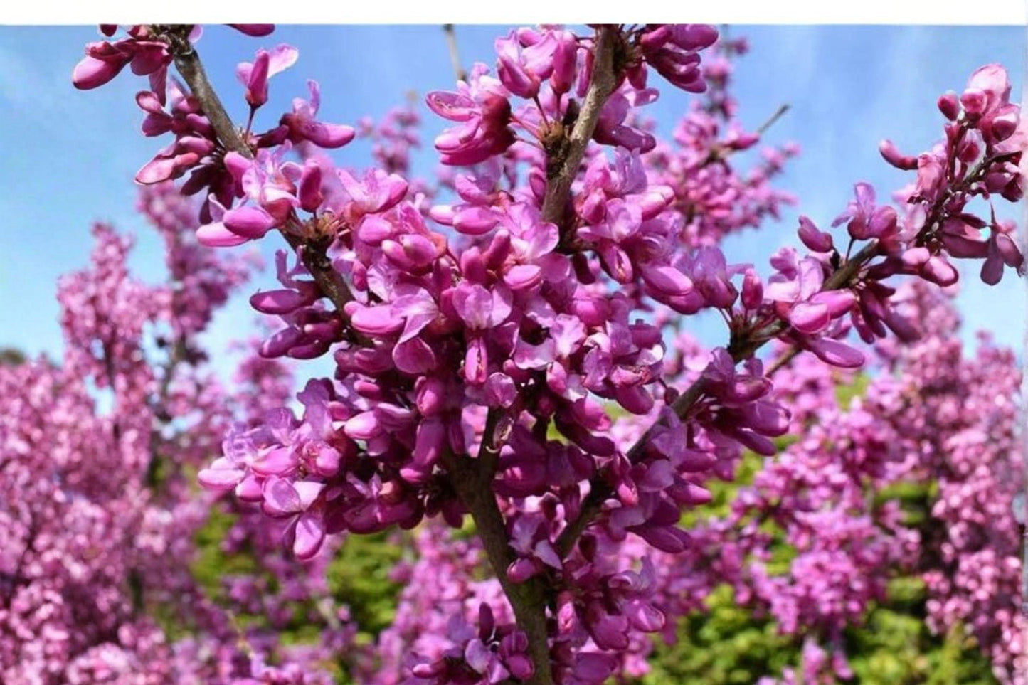 10 Seeds | Cercis chinensis | Chinese Redbud Tree | Ornamental Flowering Tree | Pink Spring Blooms