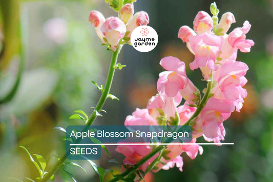 Appleblossom Snapdragon Seeds | Heirloom Non-GMO | Fragrant Blooms | Attracts Pollinators | Free Shipping