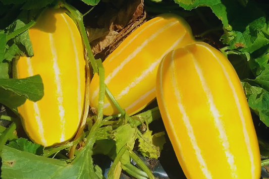Korean Musk Melon Seeds | Organic Non-GMO | Golden Sweet Variety | Cucumis melo