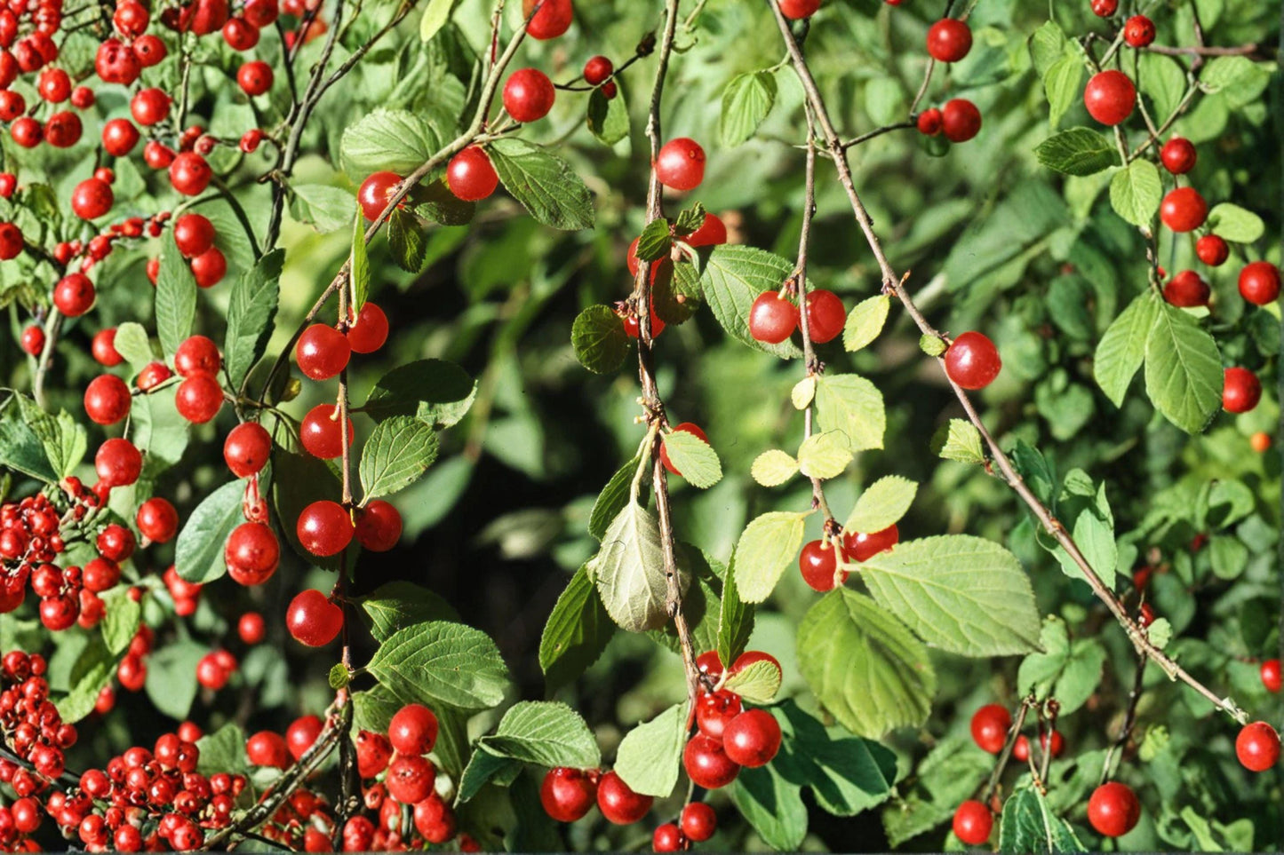 10 Seeds | Prunus tomentosa | Nanking Cherry Shrub | Hardy Fruit Bush | Edible Cherry Plant