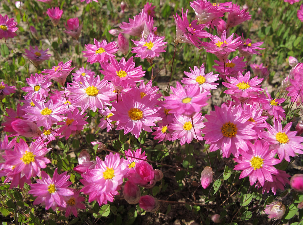 Fall in Love Sweetly Japanese Anemone 1 Live Plant – Anemone ‘Fall in Love Sweetly’ – 1 Gallon Pot