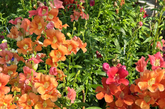 Chantilly Mix Snapdragon Seeds - 1000+ Seeds - Tall Cottage Flowers - USA Grown -  - Cut Flower Garden - Pollinator Friendly