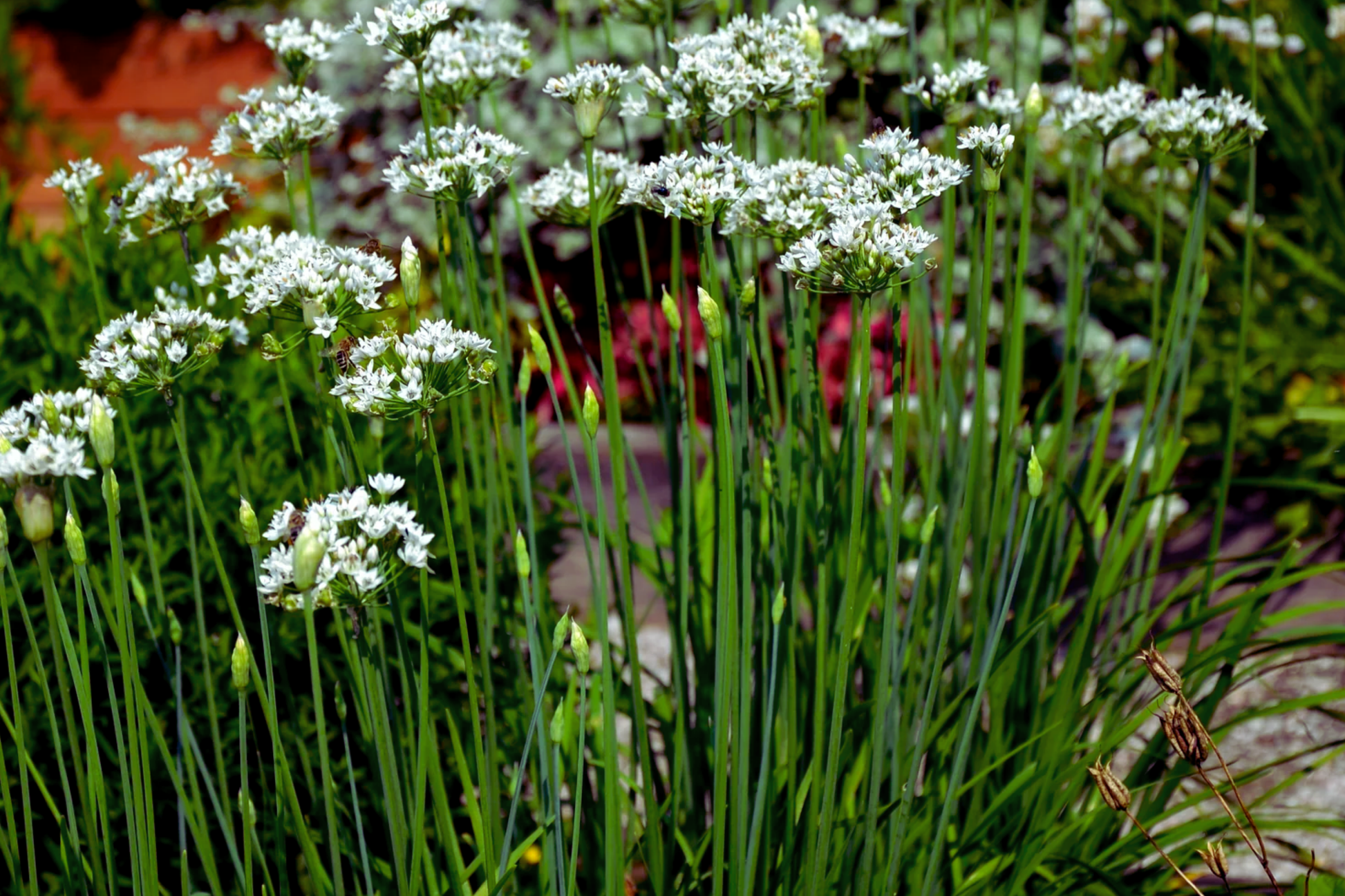 Garlic Chive Seeds | Allium Tuberosum | Chinese Chive | Chinese Leek Seeds for Herb Gardens