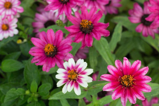 Profusion Cherry Bicolor Zinnia Seeds - 100+ Dual-Tone Blooms - USA Grown -  - Disease Resistant - Butterfly Garden