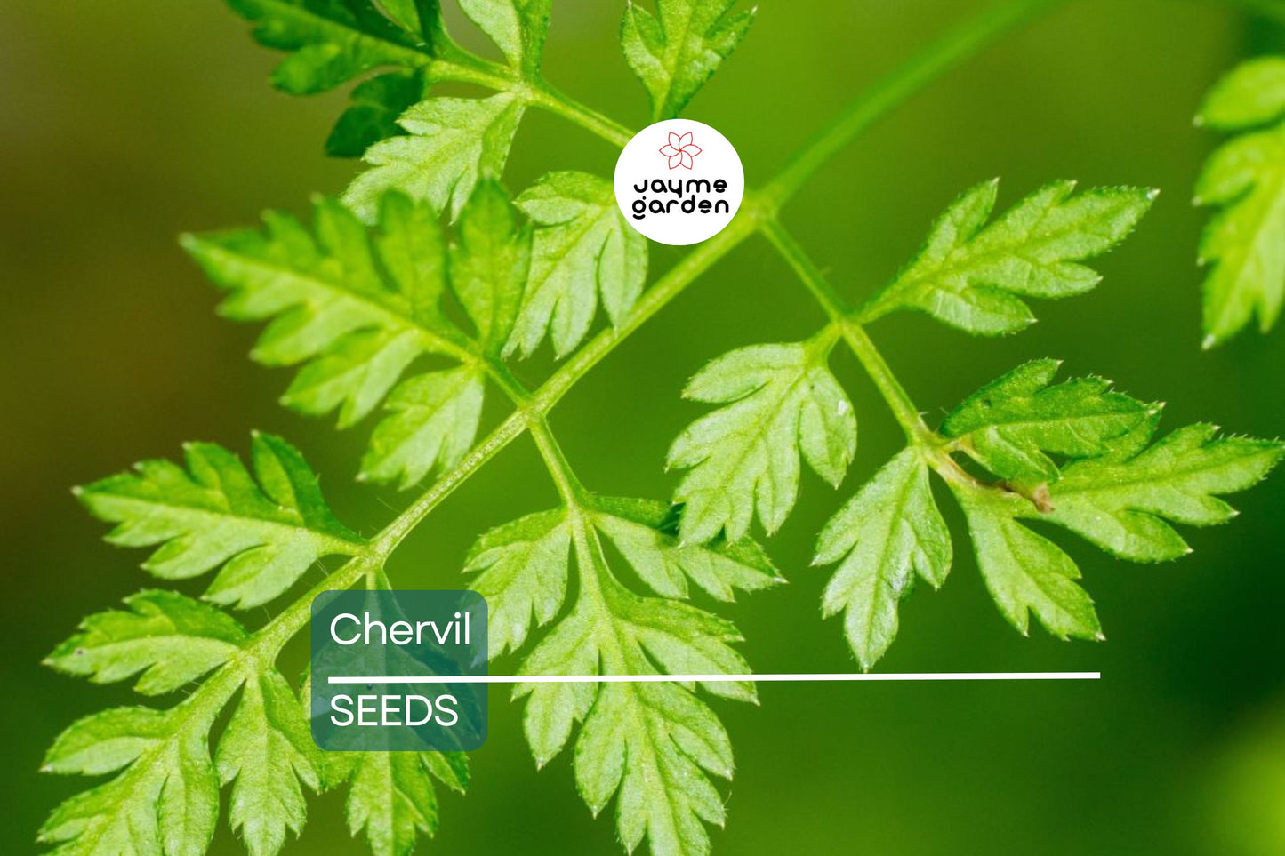 Chervil Seeds | Heirloom Non-GMO | Mild Anise Flavor | French Culinary Herb | 16-28 Inches Tall | USDA Zones 3-9 | Free Shipping