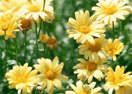 Beauty Yellow Marguerite Daisy 1 Live Plant – 4-Inch Pot – Argyranthemum frutescens ‘Beauty Yellow’