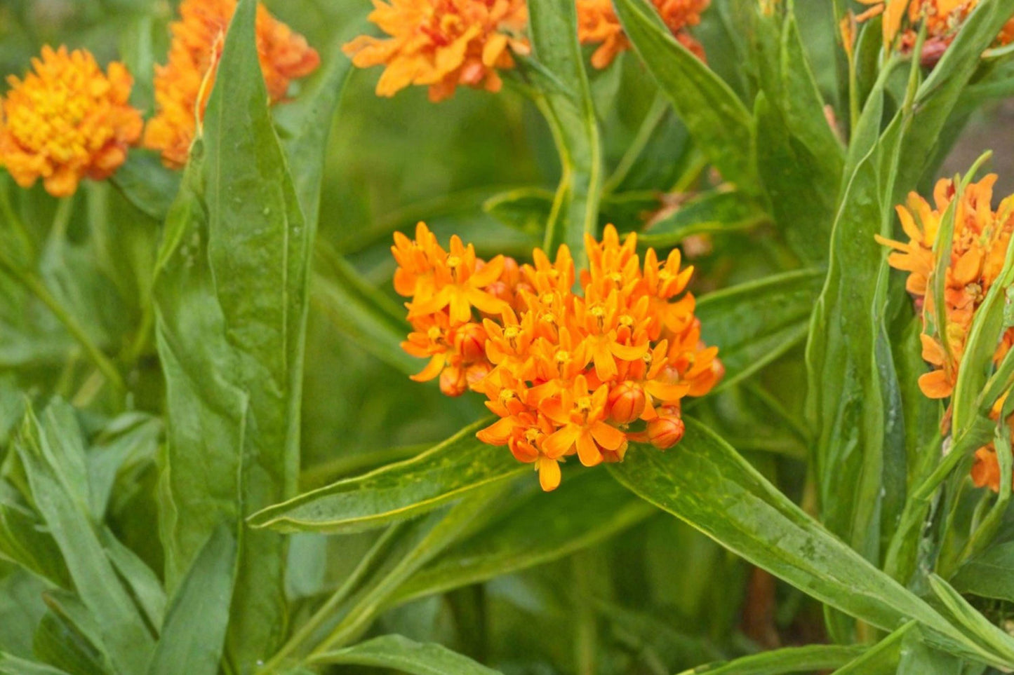 15 Butterfly Weed Seeds – Asclepias tuberosa – Monarch Butterfly Host Plant