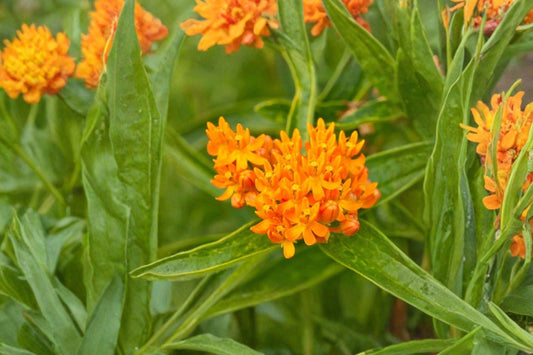 15 Butterfly Weed Seeds – Asclepias tuberosa – Monarch Butterfly Host Plant