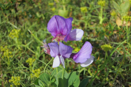 Perennial Sweet Pea Seeds - 50+ Lathyrus Nervosus - Fragrant Vine -  - Cottage Garden - Trellis Climber - Non-GMO