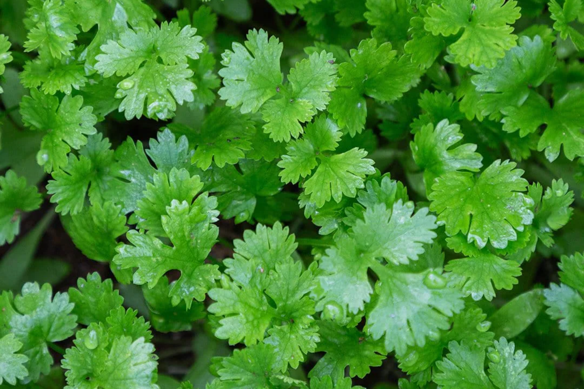 Italian Giant Parsley Seeds | Flat Leaf Variety | Heirloom Vegetable Seeds | Petroselinum crispum