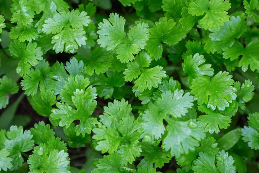 Italian Giant Parsley Seeds | Flat Leaf Variety | Heirloom Vegetable Seeds | Petroselinum crispum
