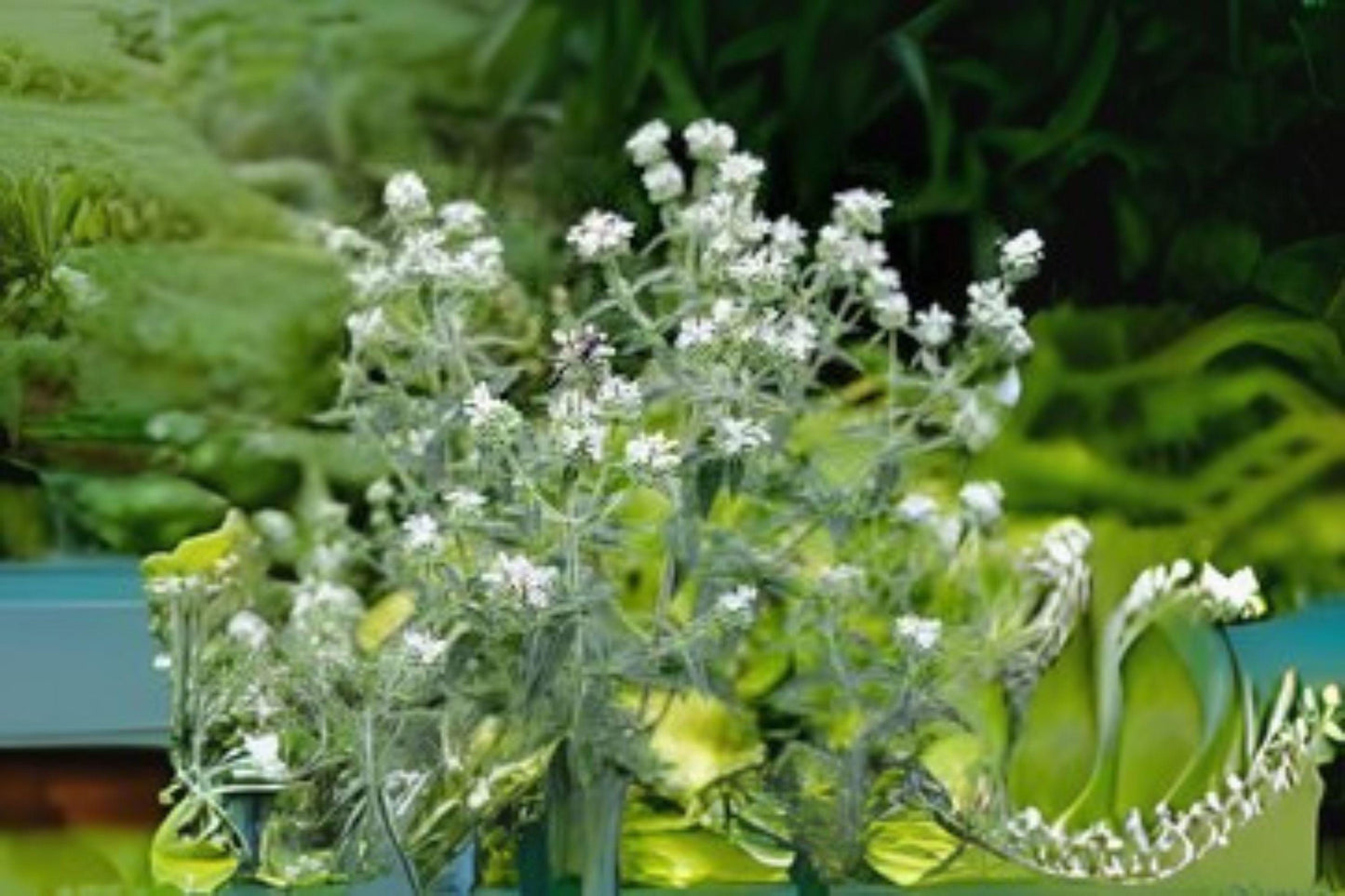 Mountain Mint Herb Seeds: Heirloom Non-GMO, Fragrant Pollinator Plant