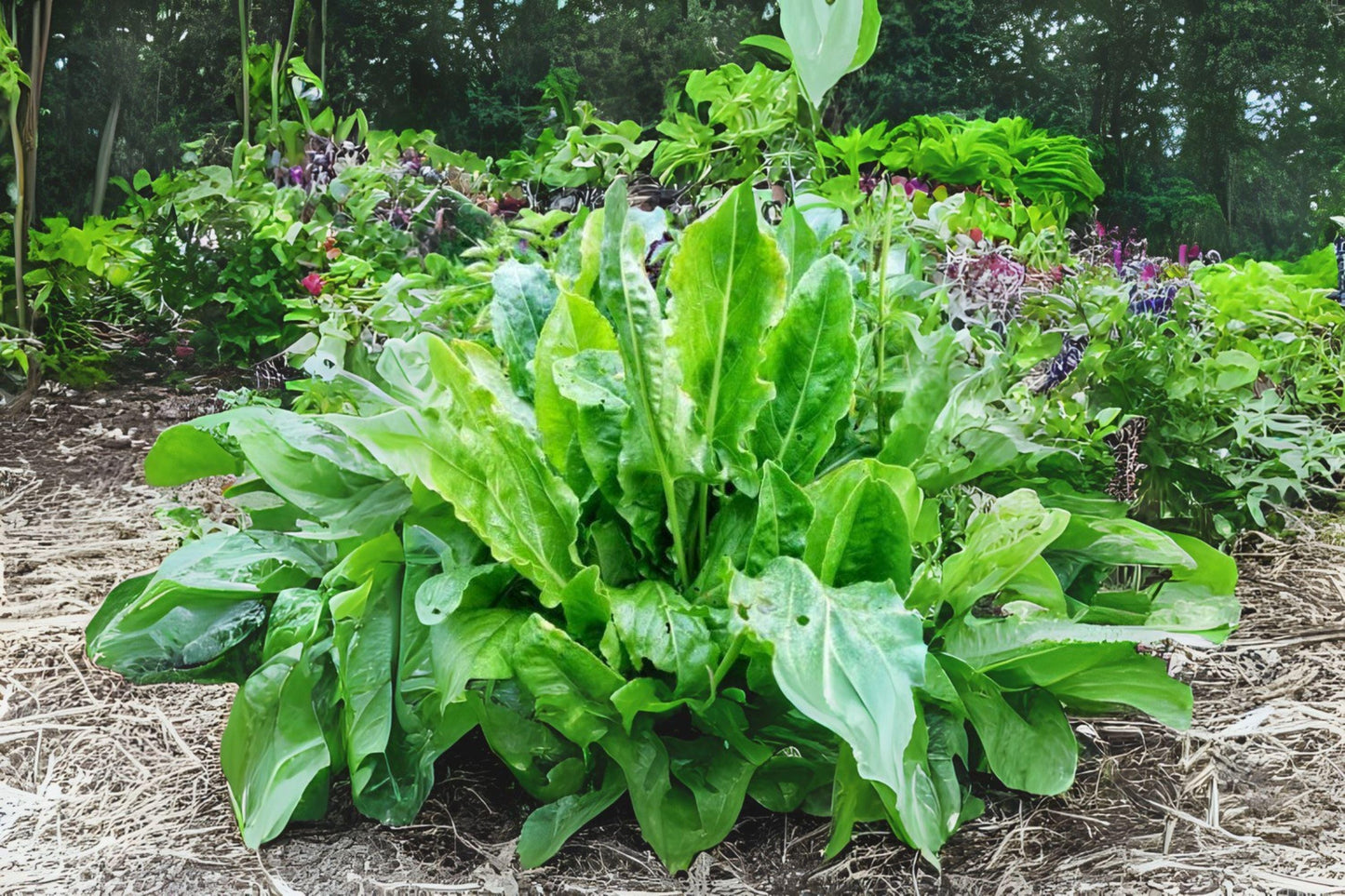 250 mg Seeds Large Leaf Sorrel Herb | Tangy Perennial Green | Heirloom Non-GMO Garden Seeds