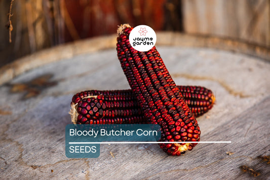 Bloody Butcher Corn Seeds - Heirloom, Non-GMO - 110 Days to Maturity - Deep Red Kernels - USDA Zones 2-10 - Perfect for Flour & Cornmeal