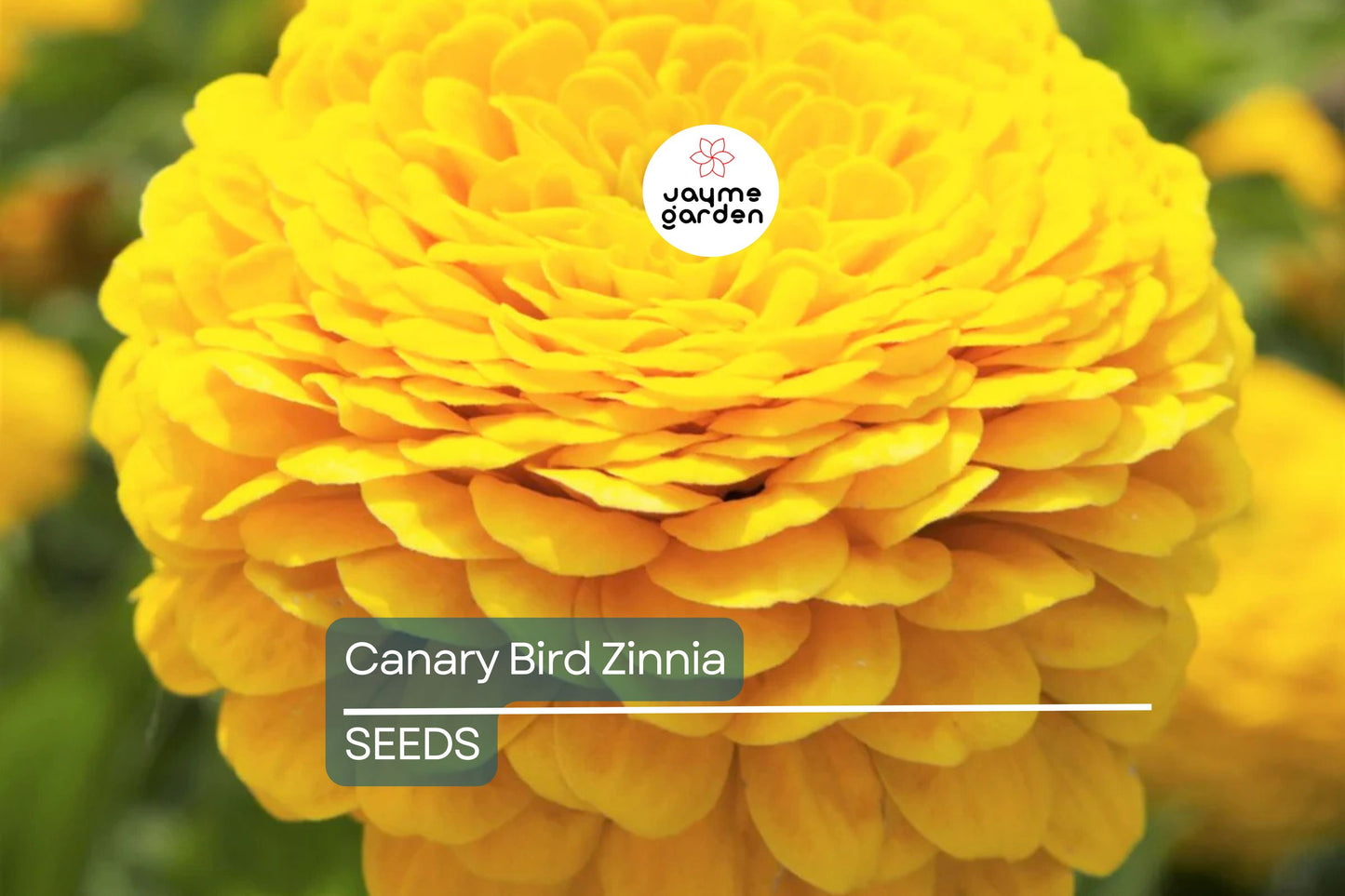 Canary Bird Zinnia Seeds | Bright Yellow Flowers | Attracts Bees & Butterflies | Non-GMO | Free Shipping | Easy to Grow