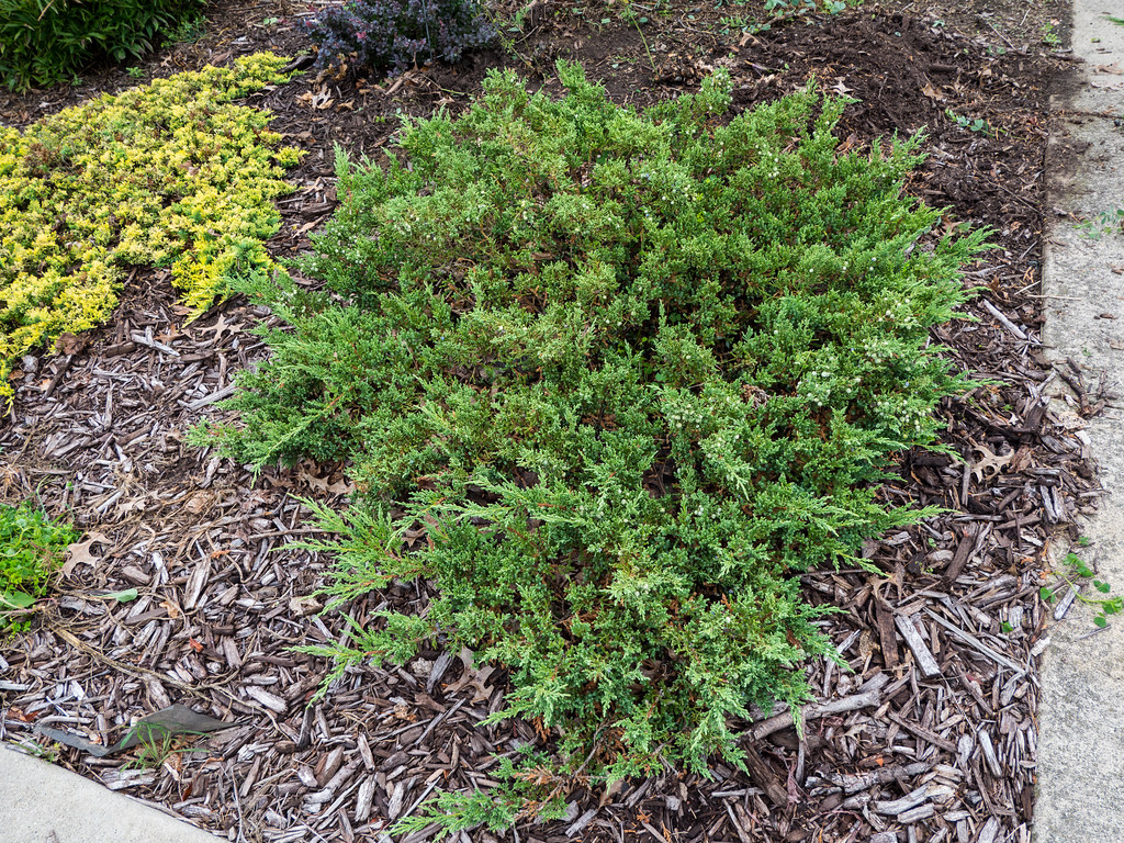 Sargent Juniper 1 Live Evergreen Shrub, 3 Gallon Pot, 15 Inches Tall – Juniperus chinensis ‘Sargentii’