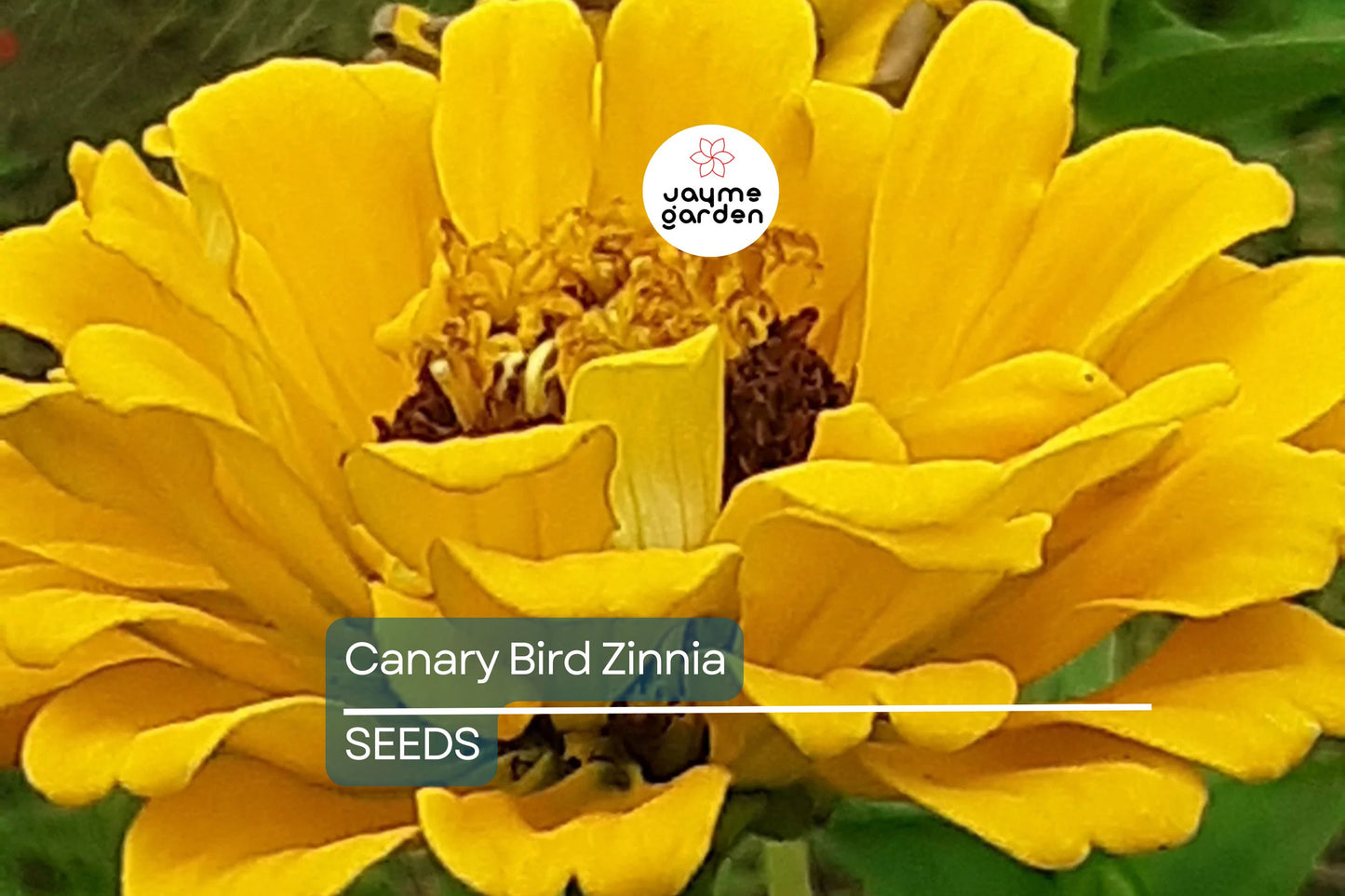 Canary Bird Zinnia Seeds | Bright Yellow Flowers | Attracts Bees & Butterflies | Non-GMO | Free Shipping | Easy to Grow