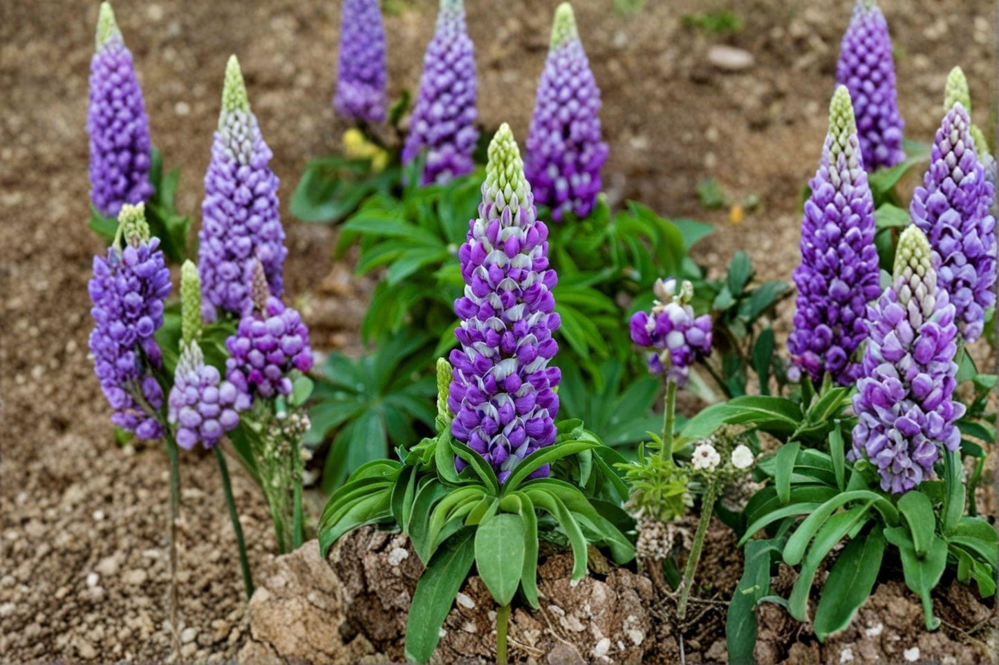 500 mg Large Leaf Lupine Seeds (Lupinus polyphyllus) – Colorful Perennial Wildflower for Pollinator Gardens