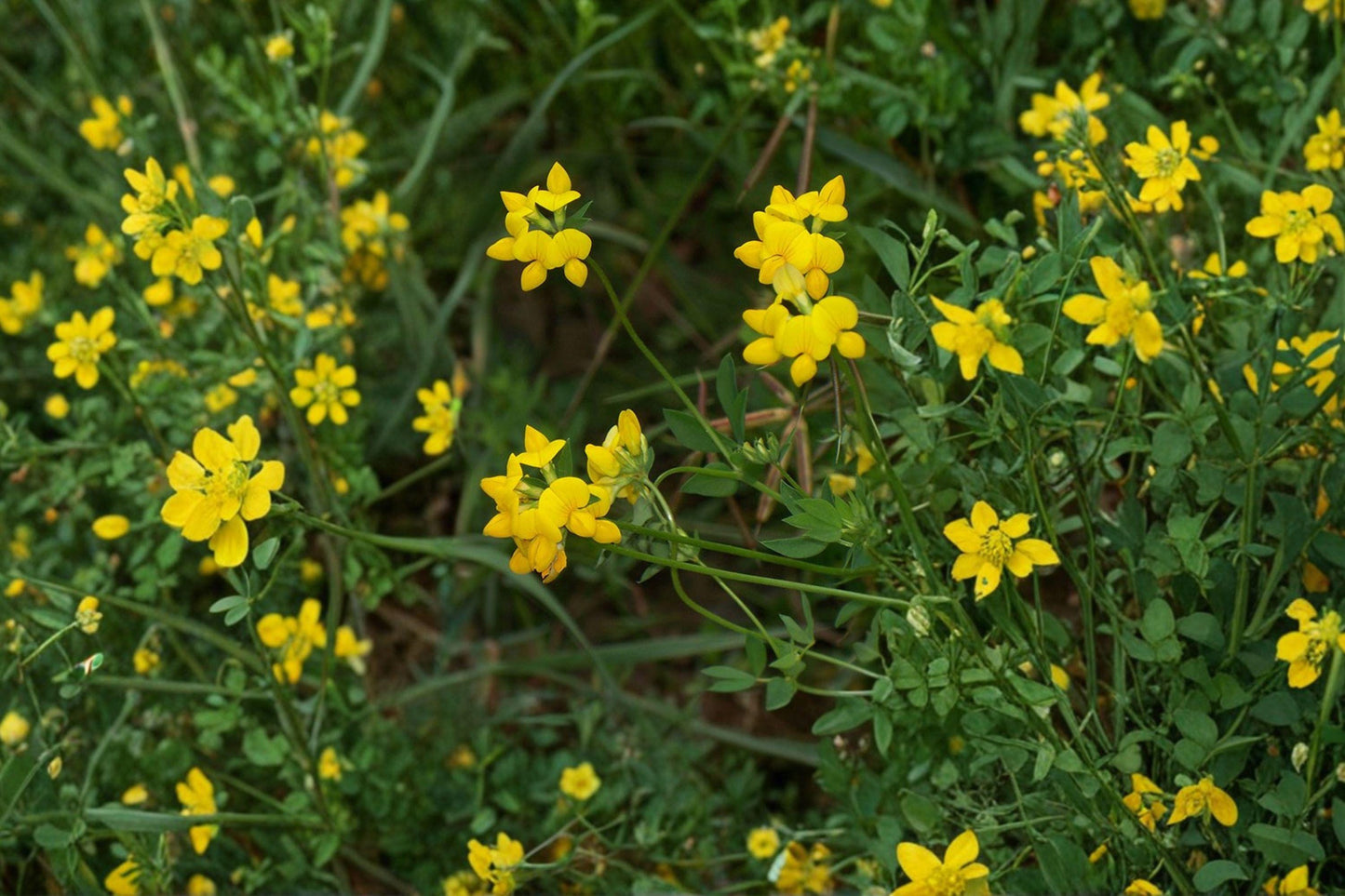 100 Birds Foot Trefoil Seeds – Lotus corniculatus – Forage Plant – Pollinator Flower – Groundcover