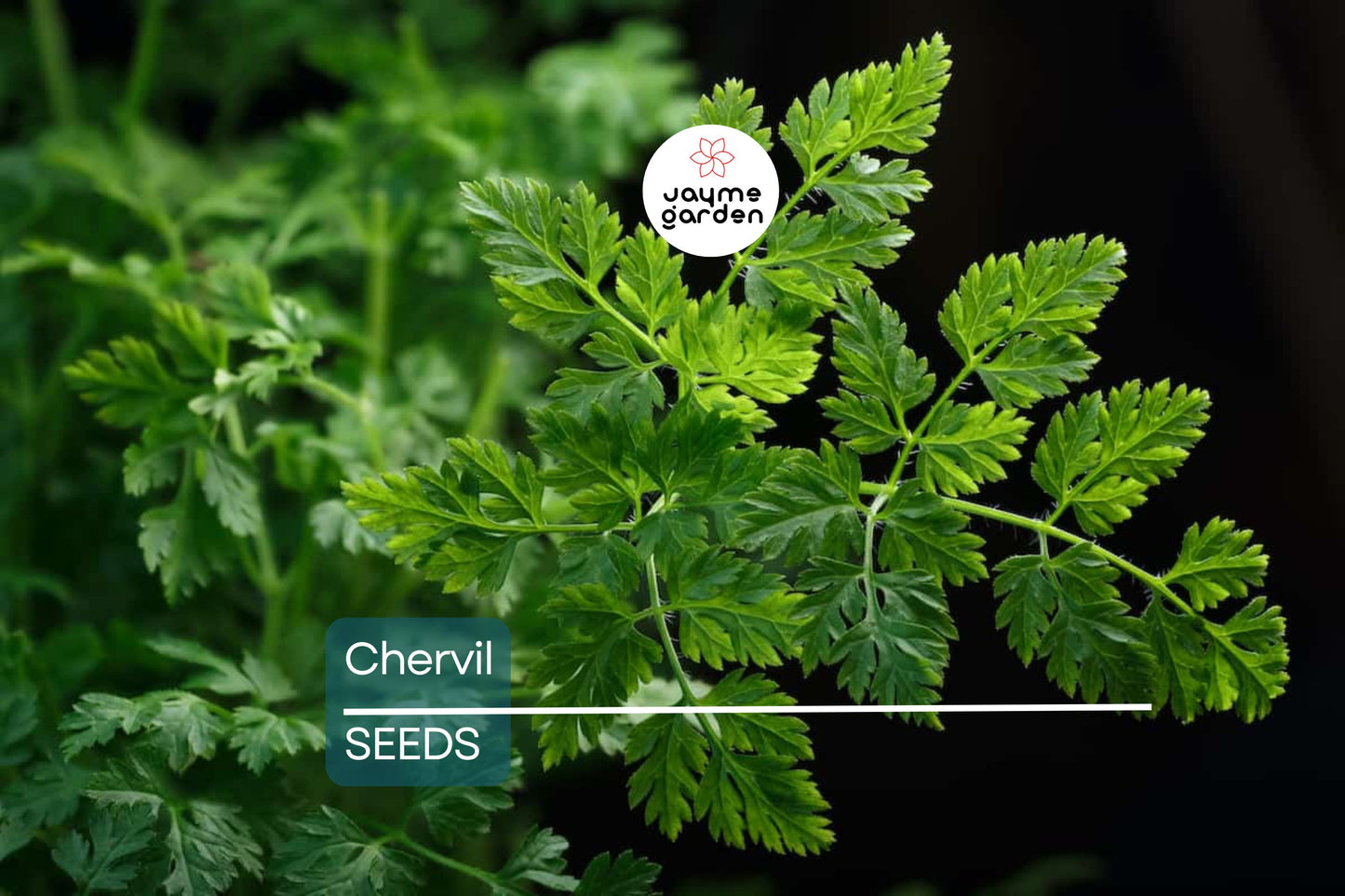 Chervil Seeds | Heirloom Non-GMO | Mild Anise Flavor | French Culinary Herb | 16-28 Inches Tall | USDA Zones 3-9 | Free Shipping