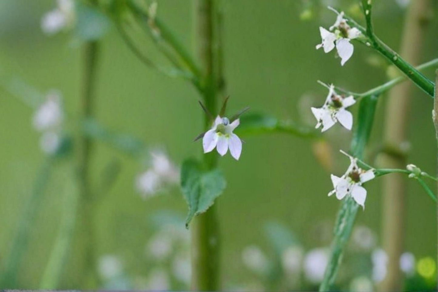 500 Seeds Lobelia inflata — Indian Tobacco, Native Annual Wildflower for Naturalized Gardens