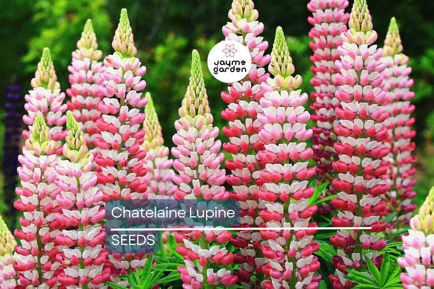 Chatelaine Lupine Seeds | Rosy Pink & White Flowers | Attracts Hummingbirds & Butterflies | Non-GMO | Free Shipping | Perennial