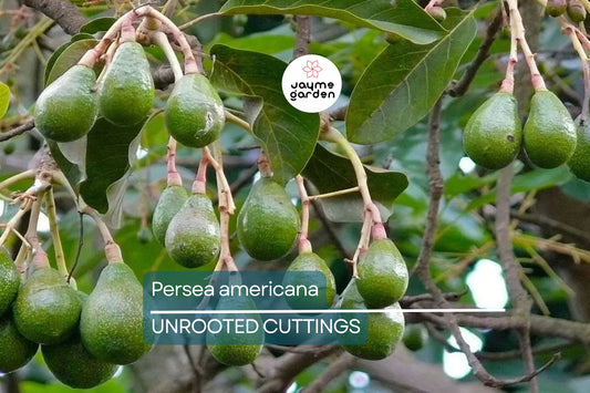 Choquette Avocado Grafting Cuttings, Persea americana, Florida Variety, Large Fruit, USDA Zones 9-11, 3 Live Scions