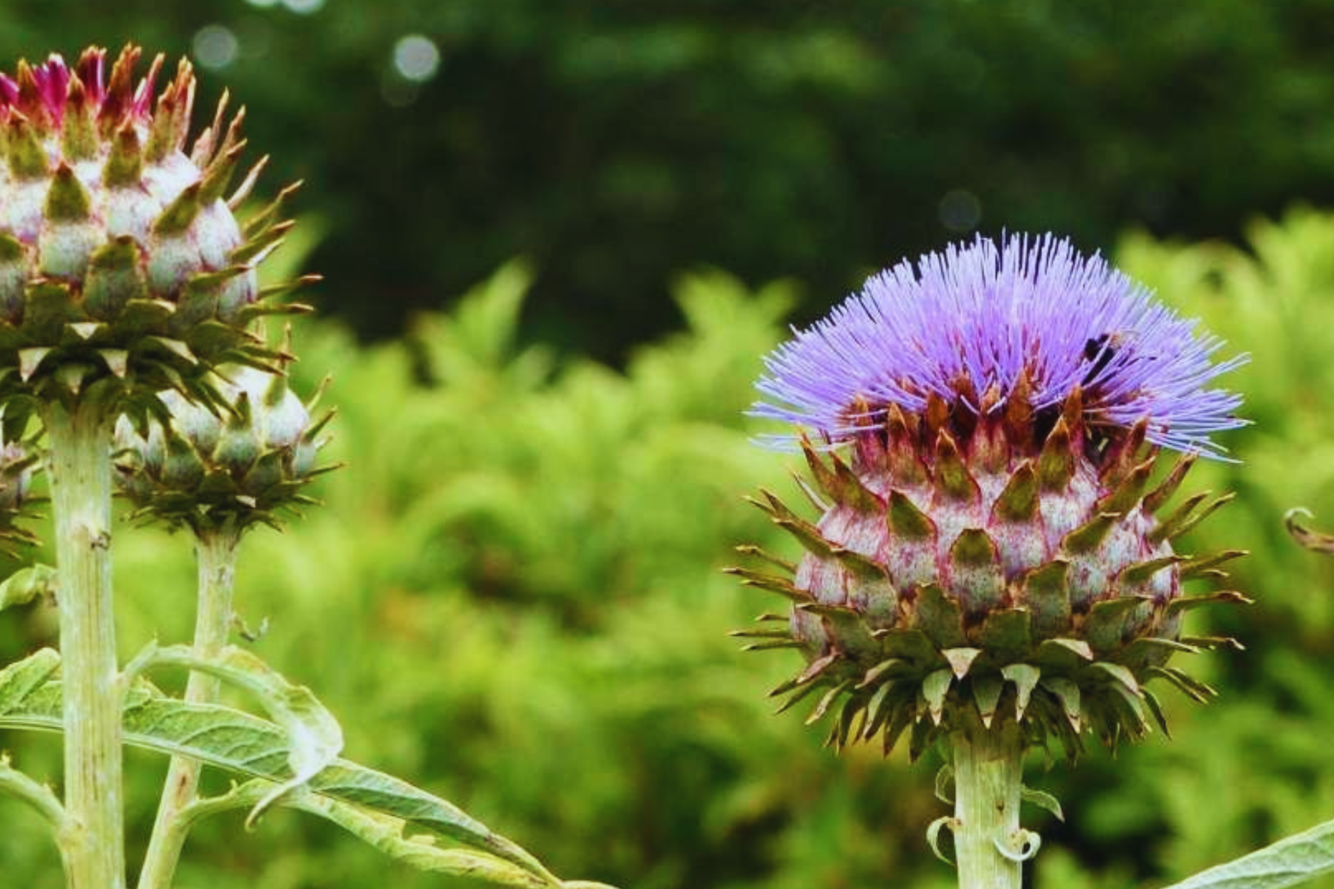 Cardoon Seeds | NON-GMO Artichoke Thistle Seeds | Cynara cardunculus