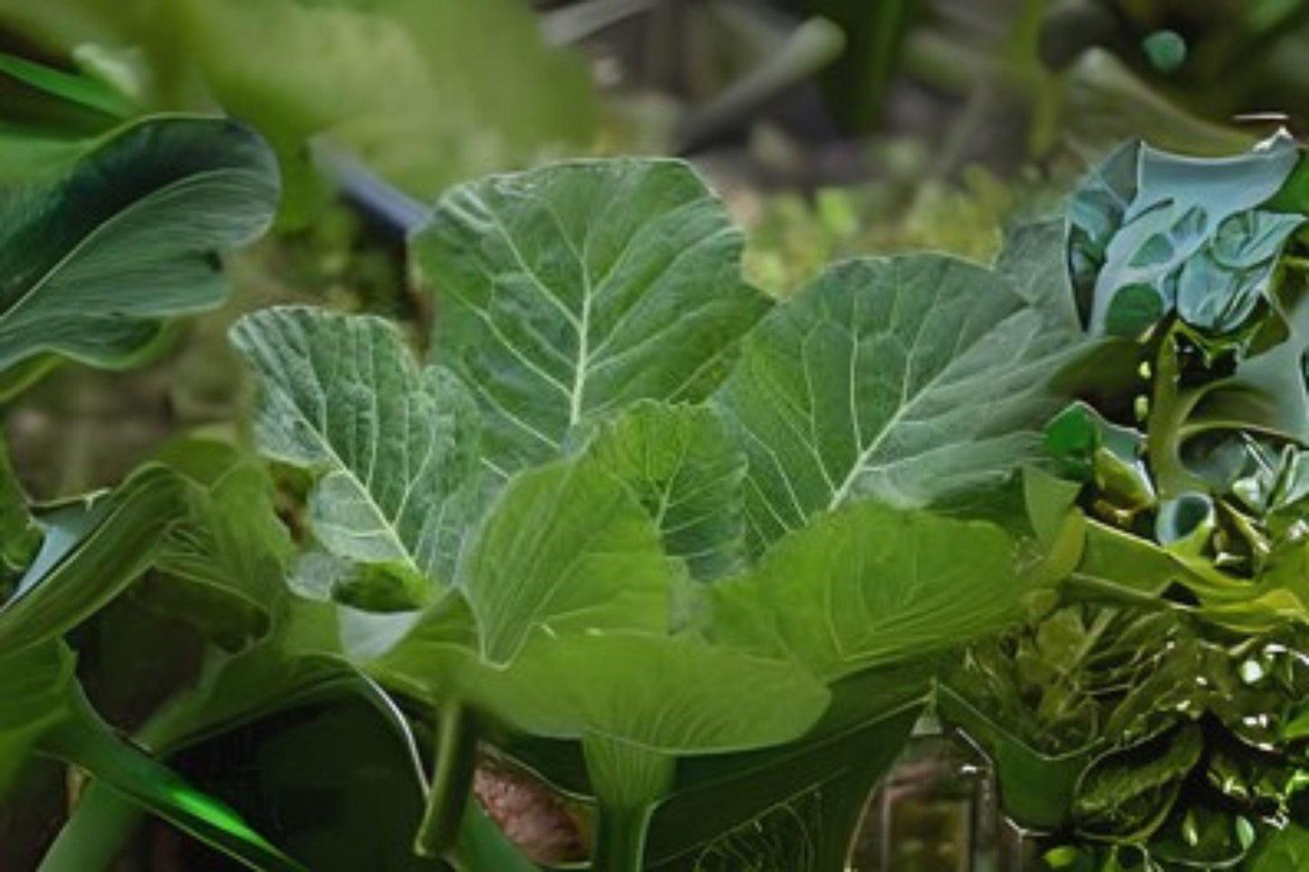 300 Collard Vates Seeds: Heirloom, Cold-Hardy, Blue-Green Leaves