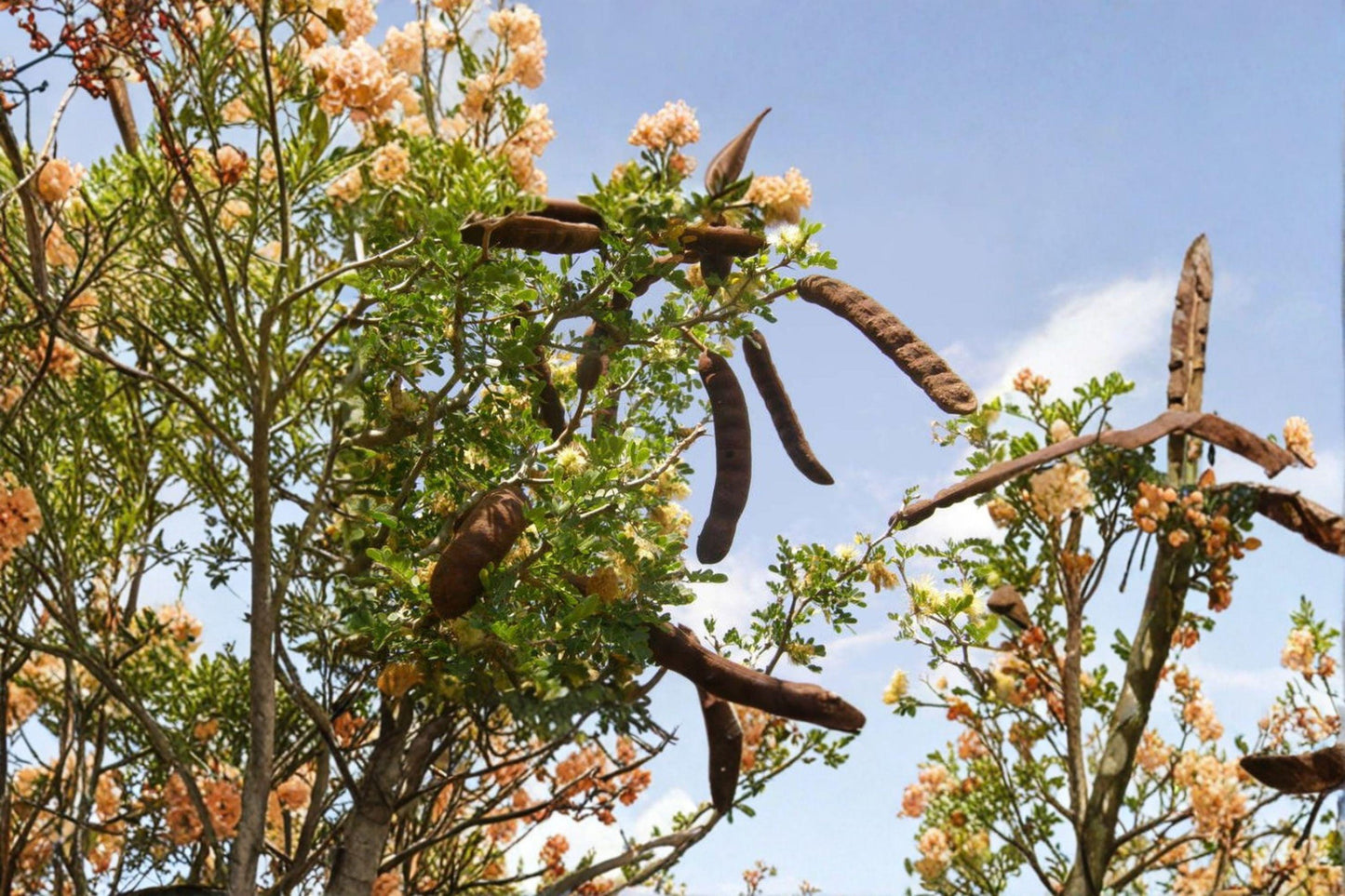 10 Texas Ebony Seeds – Pithecellobium flexicaule – Drought Tolerant Tree – Native Ornamental – Bonsai Potential