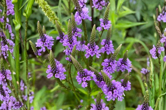 100 Blue Vervain Seeds – Verbena hastata – Native Wildflower – Pollinator Plant – Moist Soil Perennial