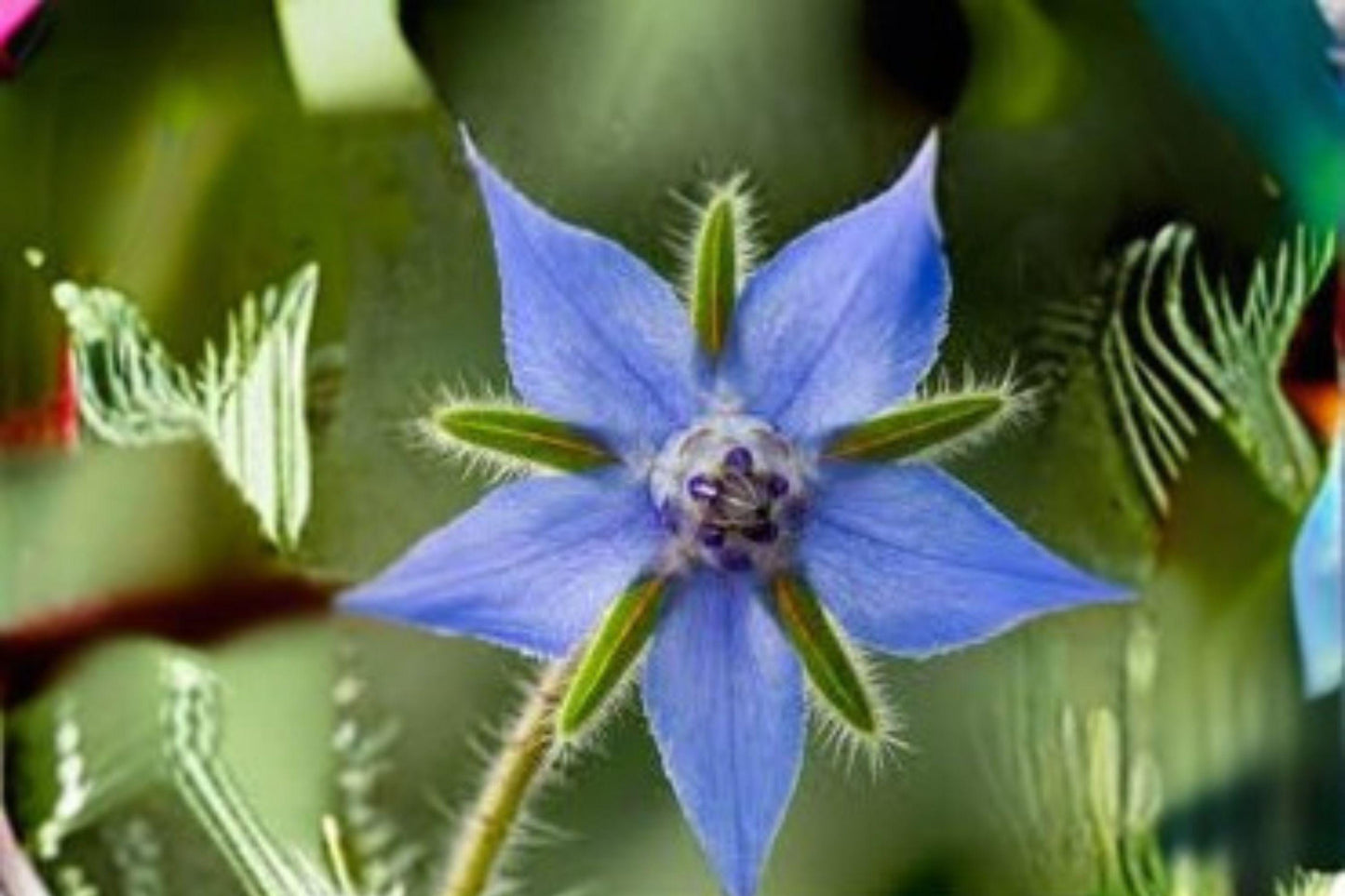 40 Seeds Borage Herb | Non-GMO Heirloom | Edible Blue Flower & Pollinator Garden Plant