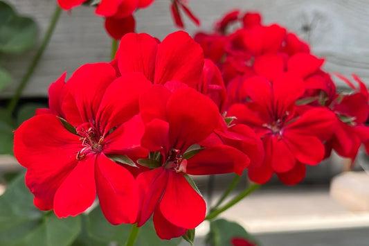 Precision Red Ice Ivy Leaf Geranium Seeds – 25+ Seeds – Vibrant Blooms – USA Grown –  – Easy to Grow – USDA Zones 10-11