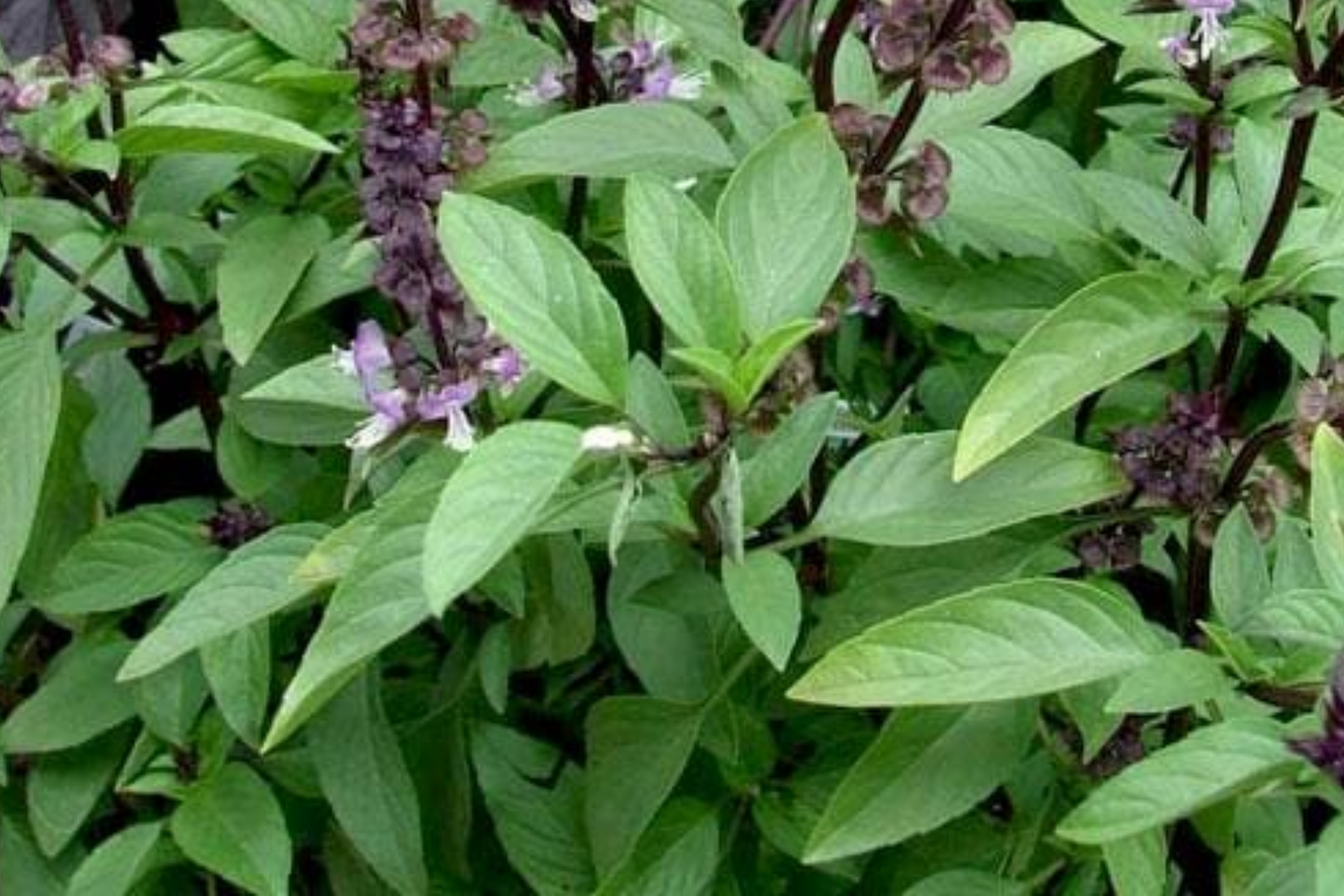 Holy Basil Seeds - Green Thai Basil - Tulsi Basil - Non-GMO, Organic
