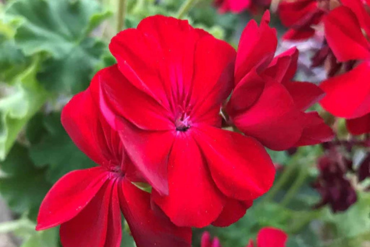 Precision Red Ice Ivy Leaf Geranium Seeds – 25+ Seeds – Vibrant Blooms – USA Grown –  – Easy to Grow – USDA Zones 10-11