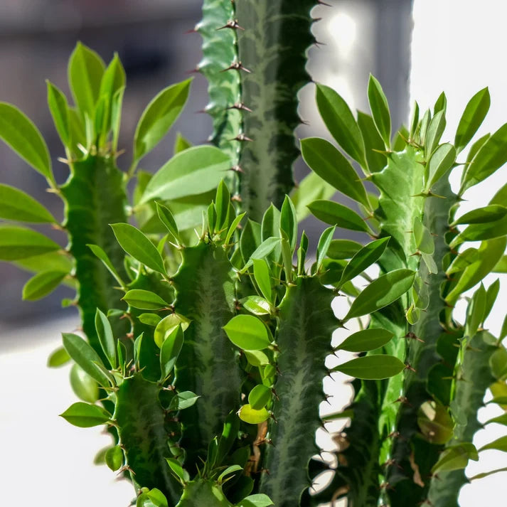 African Milk Bush Live Plant – Euphorbia trigona – Easy Care Succulent Houseplant