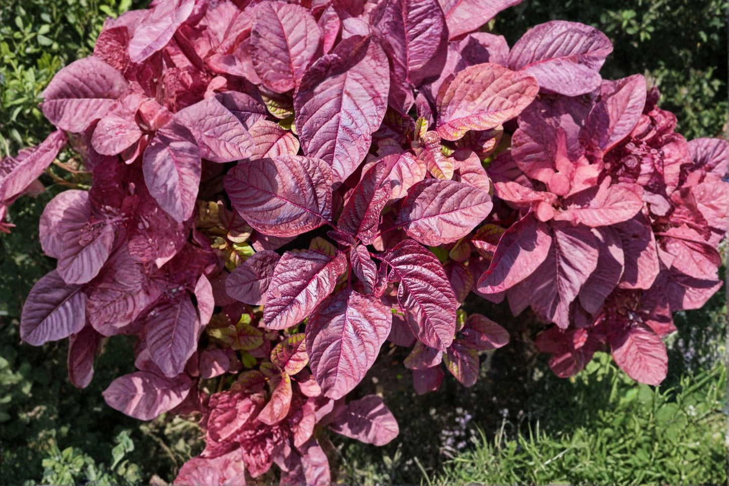 100 Red Garnet Amaranth Seeds – Amaranthus tricolor – Edible Leaf Plant – Ornamental