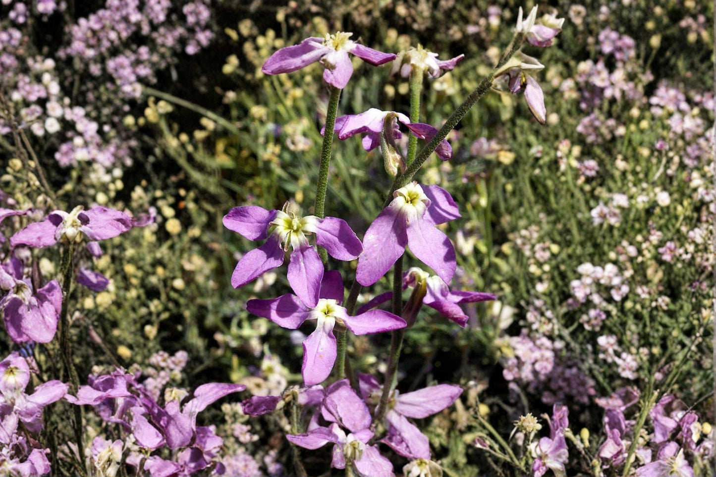 100 Evening Scented Stock Seeds – Matthiola longipetala – Fragrant Night Blooming Flower