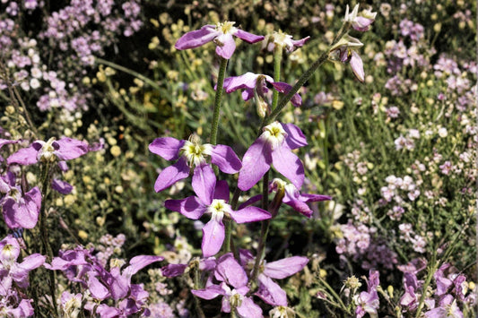 100 Evening Scented Stock Seeds – Matthiola longipetala – Fragrant Night Blooming Flower