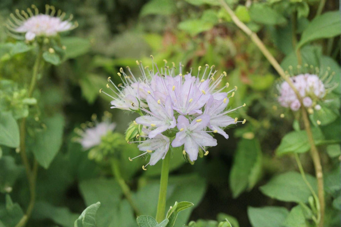 10 Virginia Waterleaf Seeds – Hydrophyllum virginianum – Native Woodland Wildflower – Shade Garden Plant
