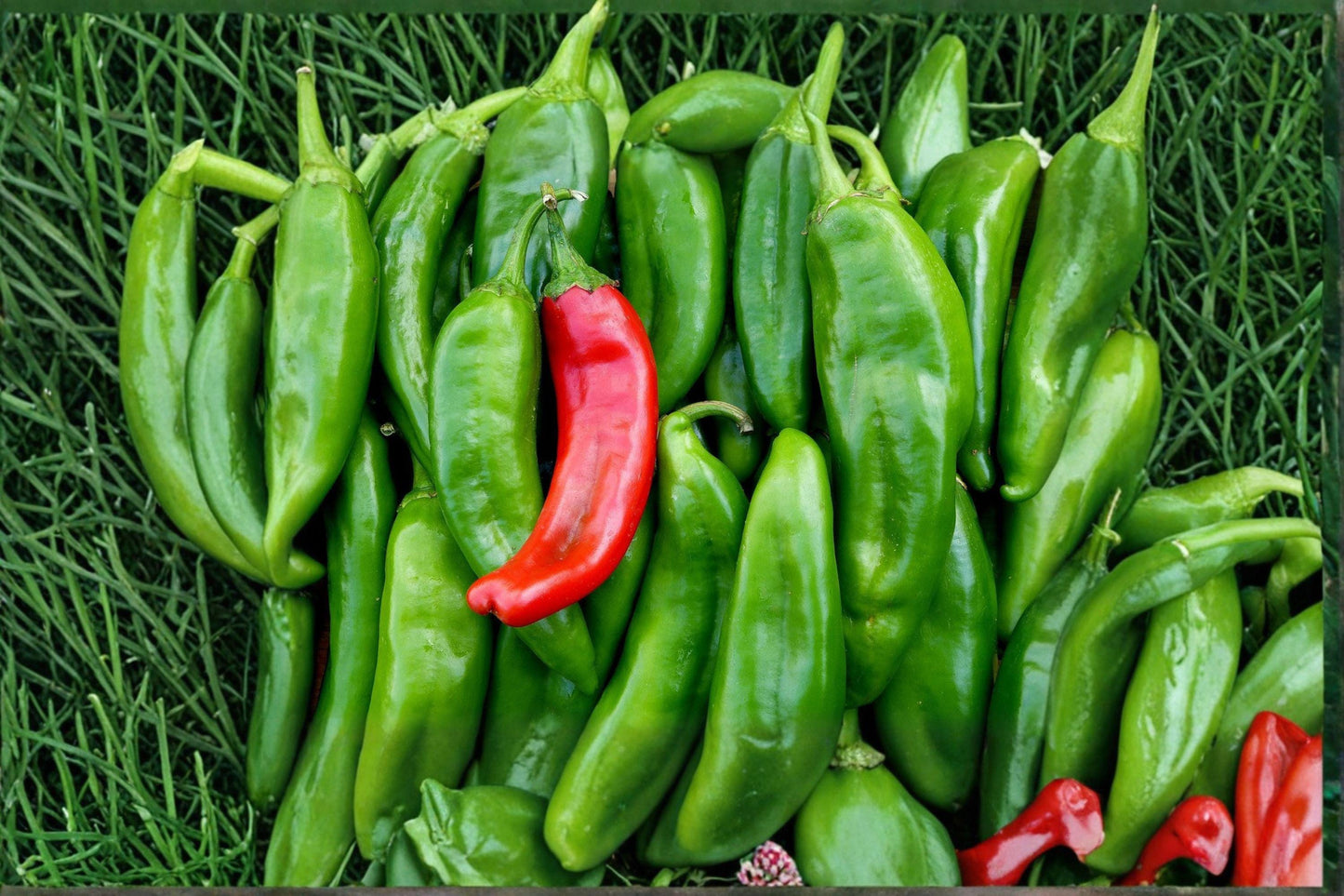 Sandia Hot Pepper Seeds | Heirloom Red Chile for Salsa