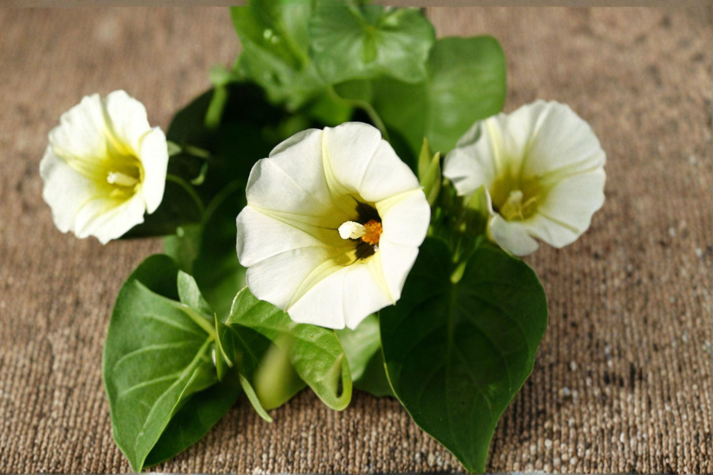 10 Seeds Rivea corymbosa (Ololiuqui) – Tropical Flowering Vine, Morning Glory Relative, Ornamental Garden Climber