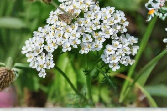 500 Seeds Achillea millefolium occidentalis — Western Yarrow, Drought-Tolerant Native Wildflower