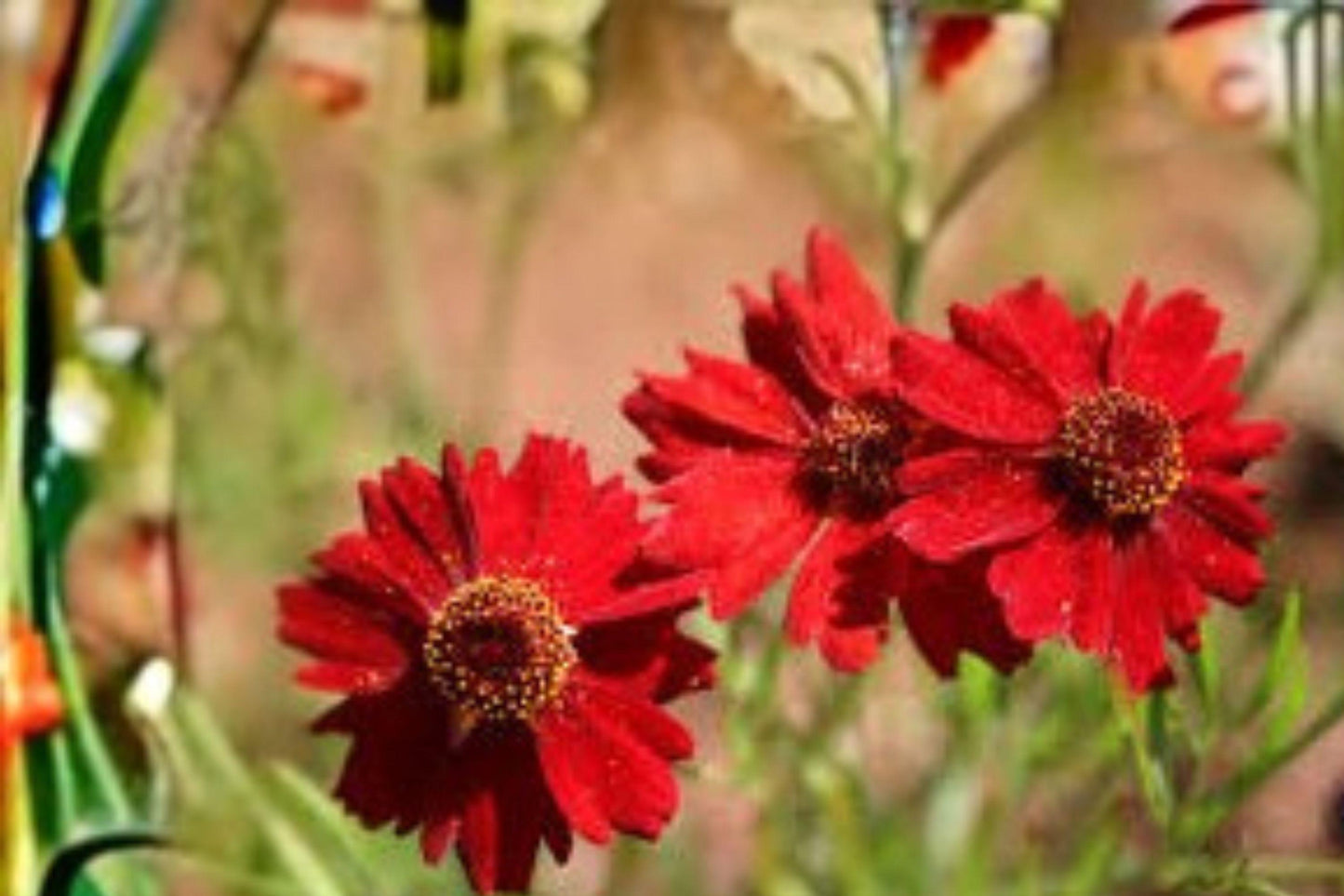 100mg Dwarf Red Coreopsis Seeds: Easy Annual Wildflower