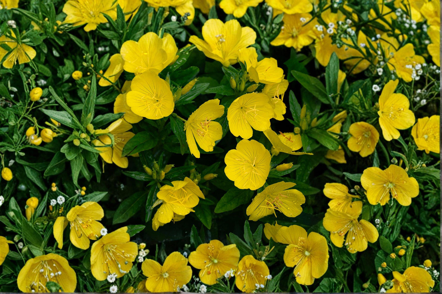 100 mg Primrose Evening Seeds (Oenothera biennis) – Bright Yellow Wildflower for Pollinator & Cottage Gardens