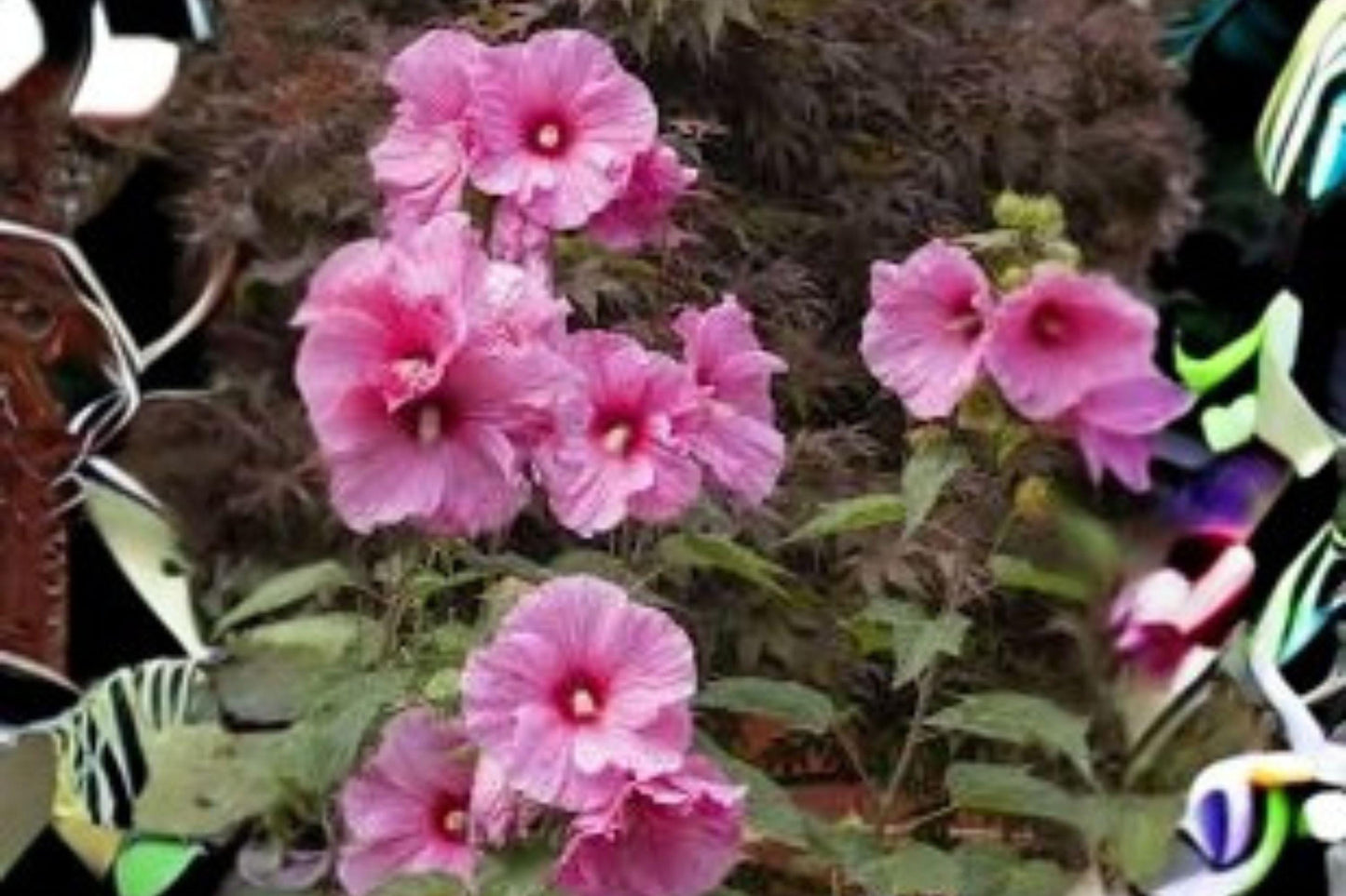 Rose Mallow Dwarf Mix Seeds: Hardy Perennial Hibiscus for Pollinators