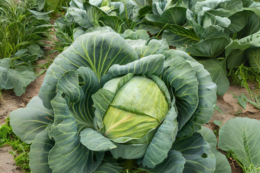 Copenhagen Market Cabbage Seeds: 250 Heirloom Seeds for Reliable Harvest