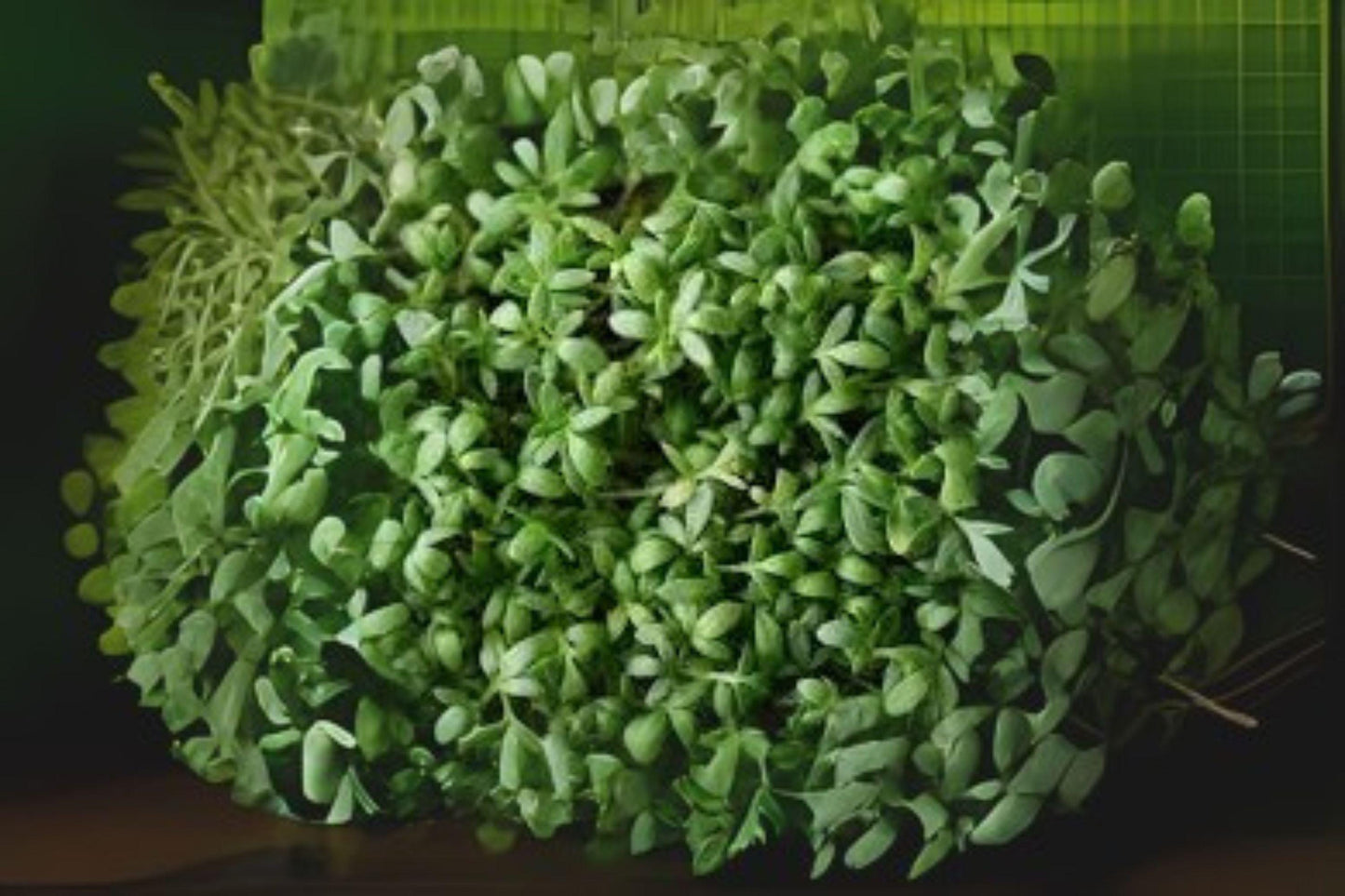 800 Garden Cress Seeds – Curled Pepper Cress, Fast-Growing Heirloom Greens, Fresh Microgreens & Salad Garnish