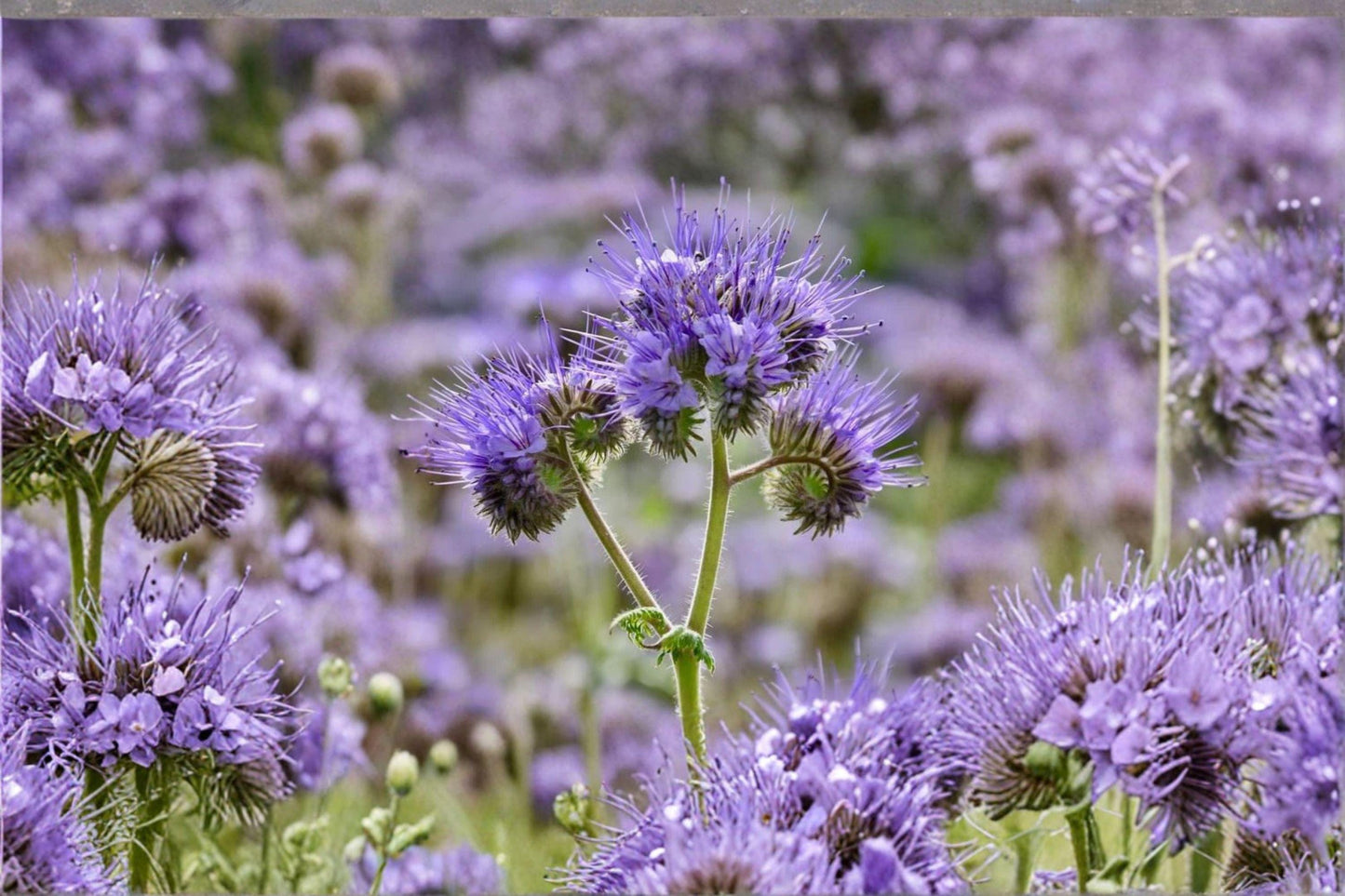 100 Lacy Phacelia Seeds – Phacelia tanacetifolia – Pollinator Plant – Bee Friendly Wildflower