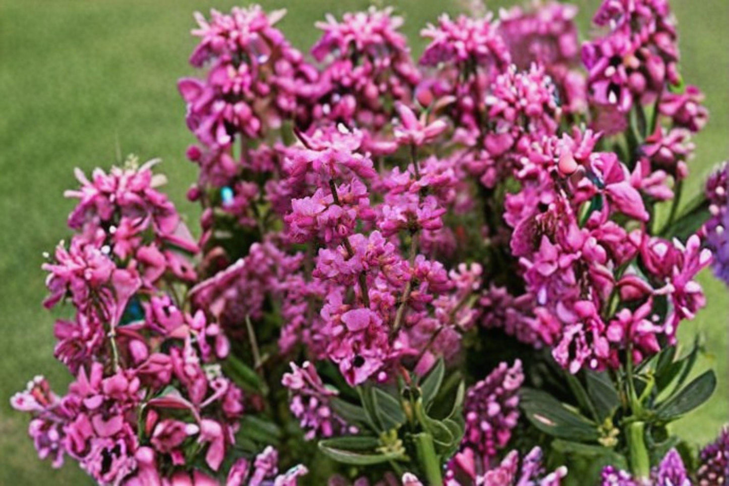 10 Seeds for Planting Cercis chinensis – Chinese Redbud Tree, Ornamental Pink Flowering Tree